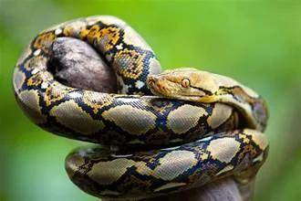 Giant python captured in J