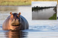 Hippo capsizes boat in Ivory Coast, leaving 11 missing