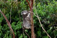 Australia approves vaccine to protect koalas from chlamydia