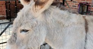 Tributes pour in following death of beloved Heaton Park donkey