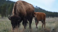 What's it like to herd bison on horseback? See for yourself in a new five