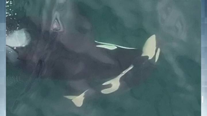 Southern resident killer whale seen pushing dead calf east of the San Juan Islands