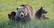 Hiker Airlifted to Hospital After Surprise Bear Attack in Yellowstone
