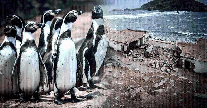 Construcción del penal El Frontón amenaza especies en peligro de extinción