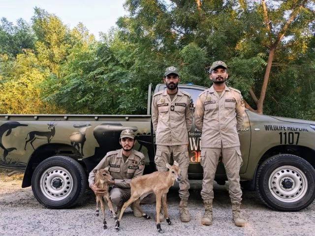 Lions, Nilgai calves, deer rescued from flooded Bahawalnagar