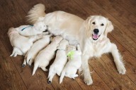 Matías Jiménez, veterinario: “Lo ideal es que la madre esté desparasitada y vacunada antes de la gestación”
