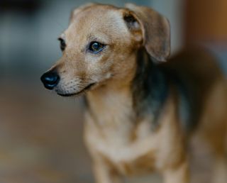 Sí, los perros saben distinguir entre “sí” y “no”