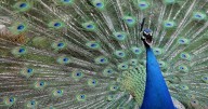 Florida man killed, ate pet peacocks