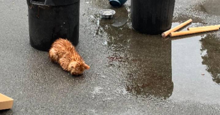 Ginger tom cat found with head injuries near Ladbroke Grove