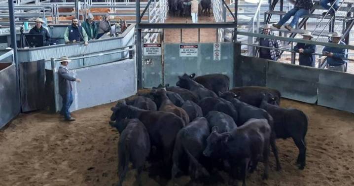 Strong prices at Scone store sale Thursday, September 19, 2025