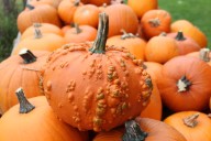 Pumpkin Patches & pumpkin events in Broward - South Florida on the Cheap