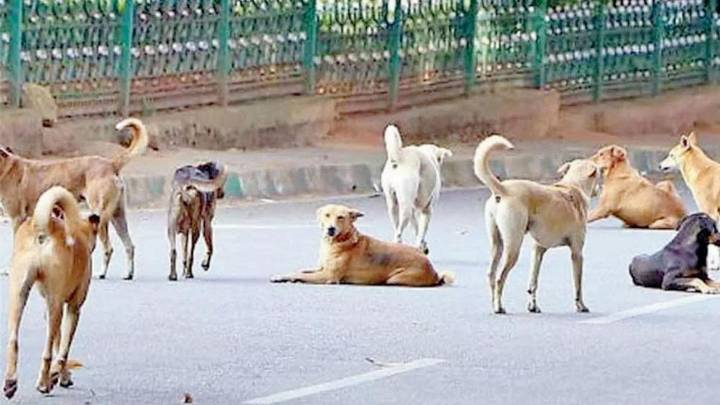 BMC pledges to make city rabies-free by 2030; over 1 lakh dogs vaccinated