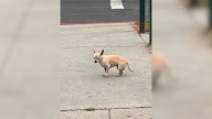 Tiny Pup Who Was Abandoned By California Owners Refuses To Move From A Corner Where He Last Saw Them