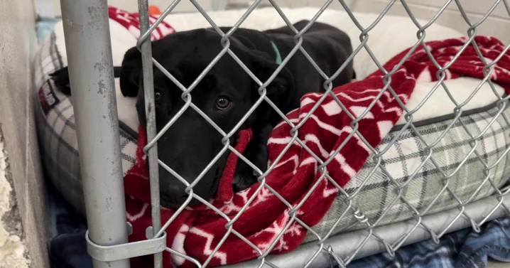 Pet project: Helena animal shelter's dog kennels undergoing renovations