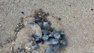 Por qué Valencia está de moda para las tortugas bobas