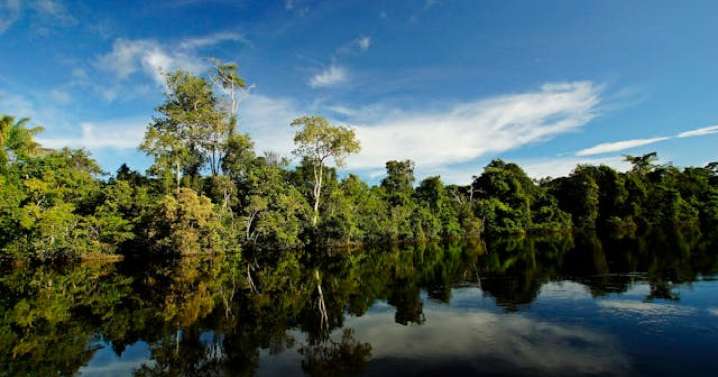 Bosques amazónicos: clave en la salud indígena y la reducción de enfermedades, ¿en qué aportan?