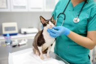 Greenlight Pet ER opens in The Woodlands