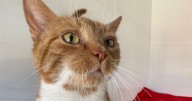 Glasgow cat with uniquely shaped paws ready to find her forever home after 179 days