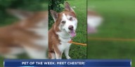 Pet of the Week: Meet Chester!