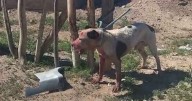 Un pitbull mató a otro perro en Centenario: la dueña dijo que «se le escapó» y los vecinos denuncian que ya ha asesinado a otros