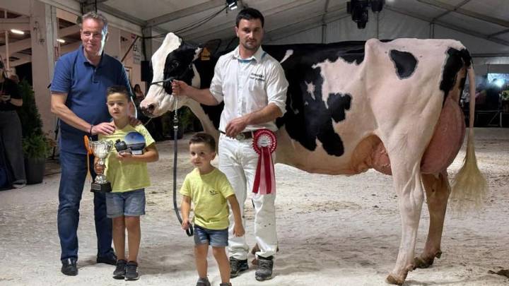 Así es "Venturo Delta-Lambda Margarita", la vaca salense de leche que se coronó "Gran Campeona" en el Concurso de Ganado de Tineo