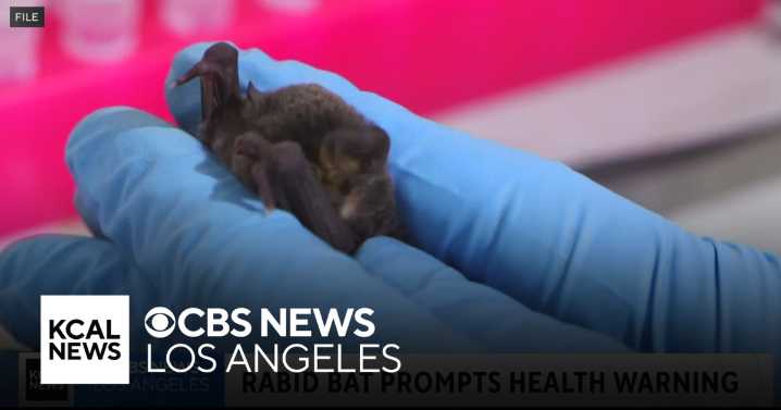 Bat with rabies found in Pasadena