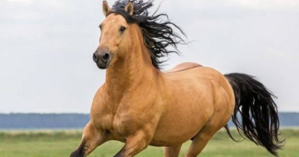 Hallazgo sin precedentes | Descubren el verdadero origen de la conexión entre humanos y caballos