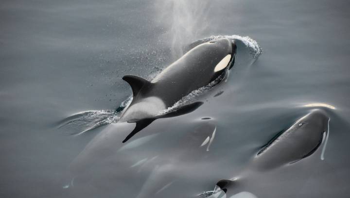 Mother Orca From J-Pod Seen Carrying Dead Calf Once Again On Washington Coast