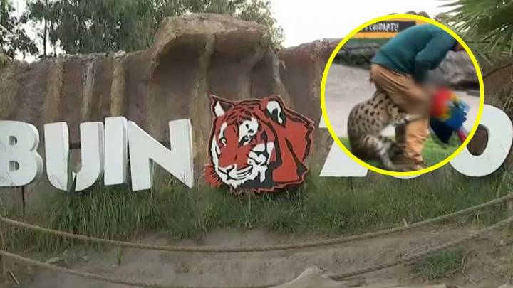 "Mi hija quedó traumatizada": Testigos critican seguridad de Buin Zoo tras show educativo en que un serval mató a guacamayo