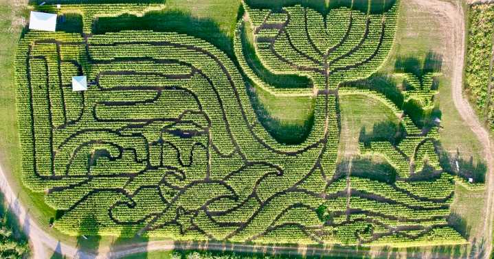 Treworgy's Corn Maze voted best in nation for 4th year in a row