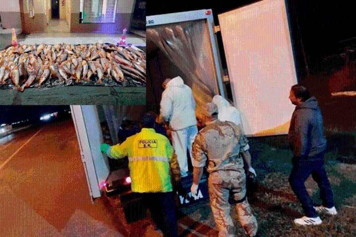 Decomisaron 1.000 kilos de dorados sobre Ruta 14