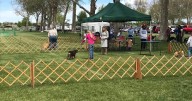 Tri-City Cluster Dog Show offers free fun for dog lovers Sept 25