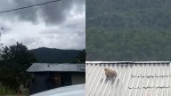 Captan balaceras en Gpe y Calvo antes del Grito