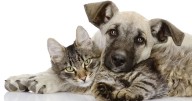 Programas de esterilización masiva en Colombia 
