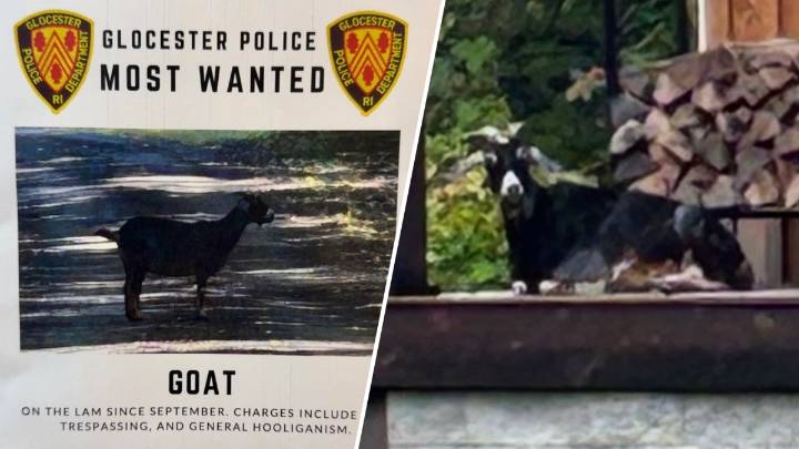 Glocester, Rhode Island, goat continues to evade capture