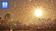 Queensland government commits $4.5 million for locust control as swarms intensify