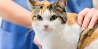 cuidados para gatos: alimentación, salud y bienestar en casa