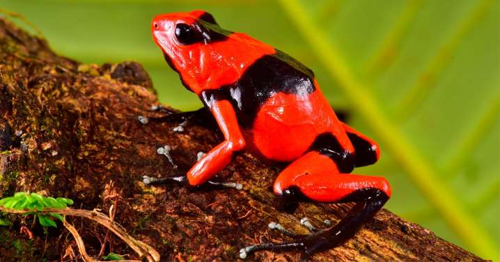 Sorprendente tesoro científico nacional: La memoria biológica de Colombia la componen 65.000 especies