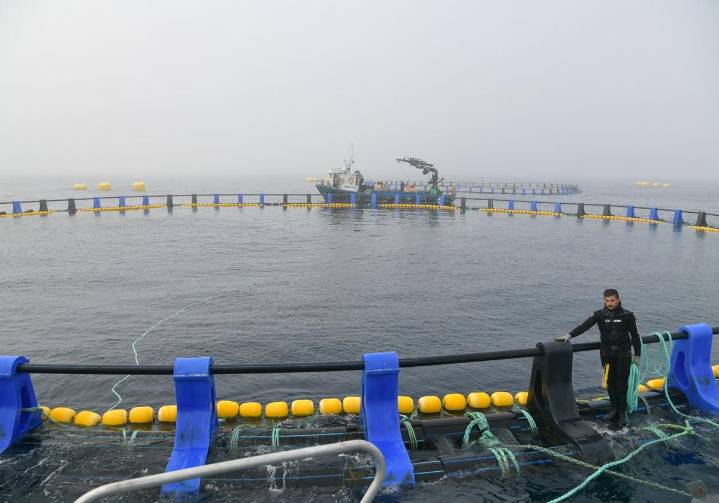 «Nuestros 80 atunes comen 700 kilos de sardina al día»