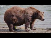 What is Fat Bear Week and why is it important?