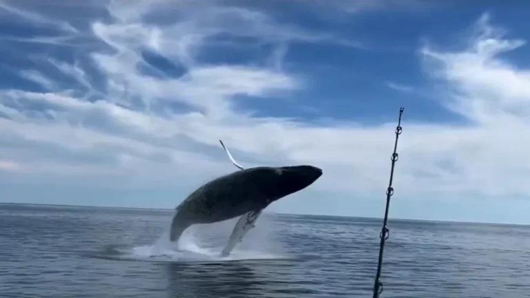 Video: 2 humpback whales breach right next to N.H. fishermen