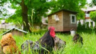 Owensboro Passes Ordinance Allowing Backyard Chickens