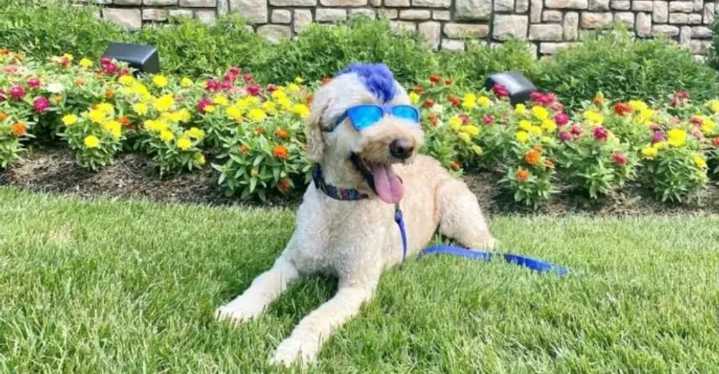 Historic Sites In Kentucky to Explore With Your Dog This Fall