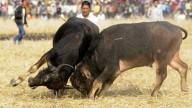 Three Arrested After Illegal Bullfight in Majorda Claims One Life