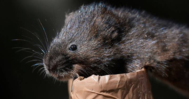 Companies destroyed Cotswolds habitat of rare endangered animals