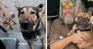 145 Times UPS Drivers Met Adorable Pets And Couldn’t Help But Brag (New Pics)