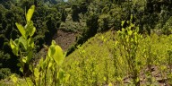 Campesinos de Putumayo reemplazarán 1.500 hectáreas de coca por cultivos lícitos con apoyo estatal