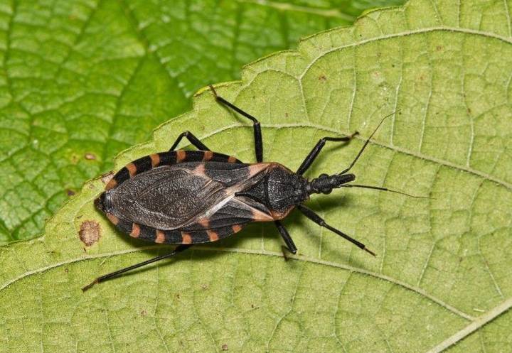 What is 'kissing bug' disease, now endemic in the U.S.?