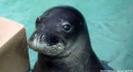 Ho‘aiolona the monk seal has returned to Waikiki Aquarium
