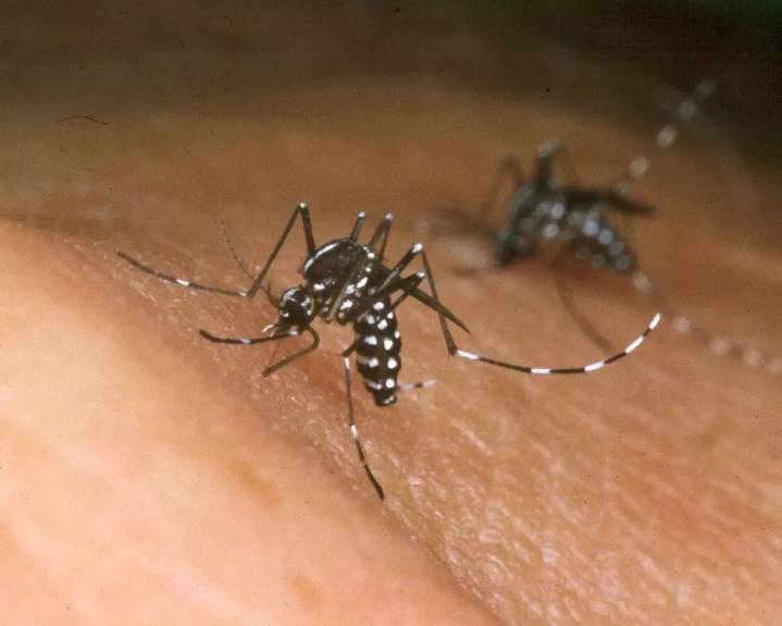 When Will the 2025 Mosquito Season in Indiana End?